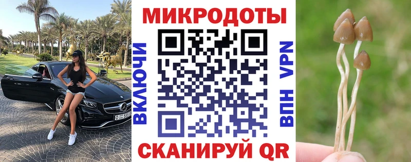Купить где  Сусуман  Галлюциногенные грибы Psilocybine cubensis 